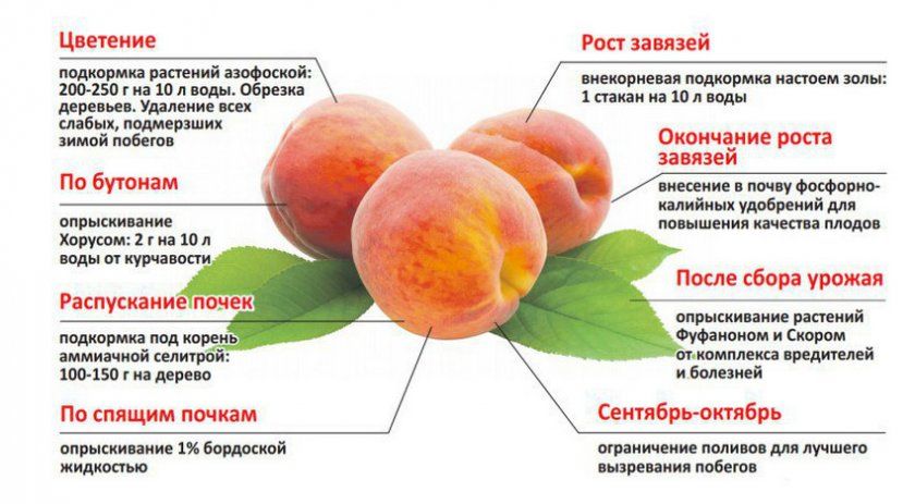 Підживлення персика на різних етапах
