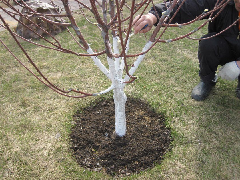 Сливового дерева Тульська чорна потрібна додаткова підготовка до зими