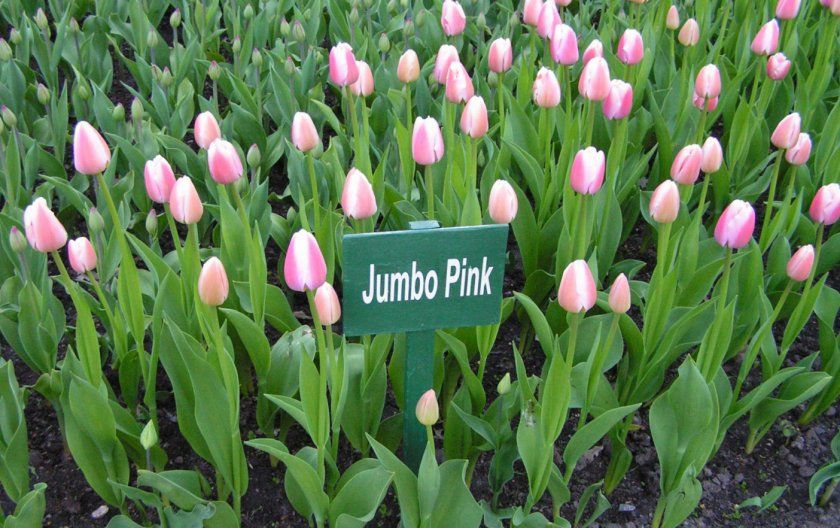 Тюльпани Jumbo Pink