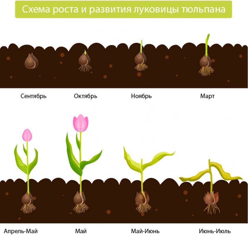 Схема росту і розвитку цибулин тюльпана