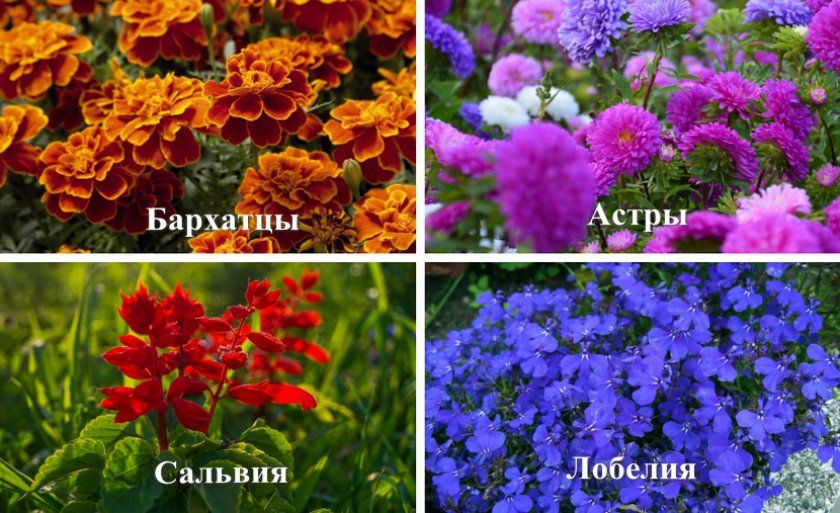 Квіти, які можна посадити після тюльпанів