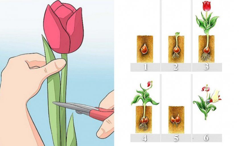 обрізка тюльпанів