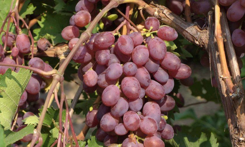 Виноград Вікторія