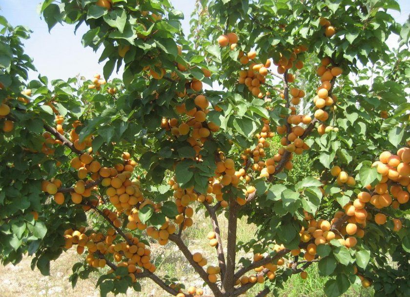 урожайність абрикоса