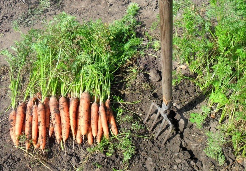 викопування моркви