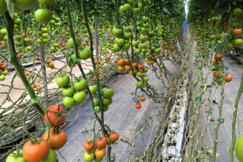Дрібні томати в теплиці