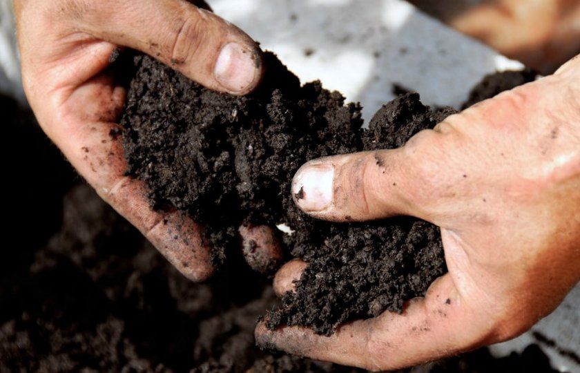 Підготовка ґрунту для гортензії