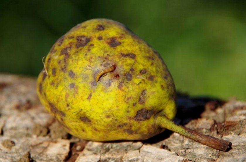 Личинка плодожерки на груші