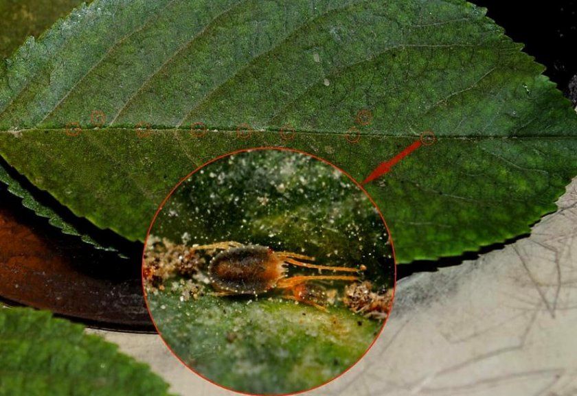 Павутинний кліщ на листках груші