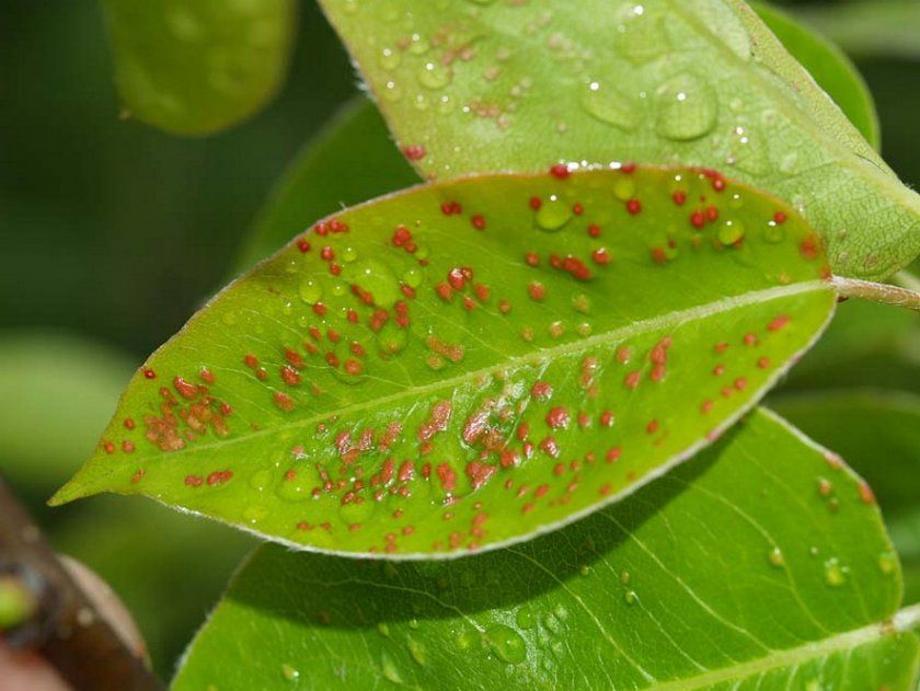 Червоний павутинний кліщ на листках груші