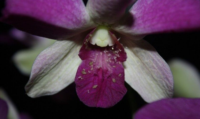 Шкідники орхідеї фаленопсис
