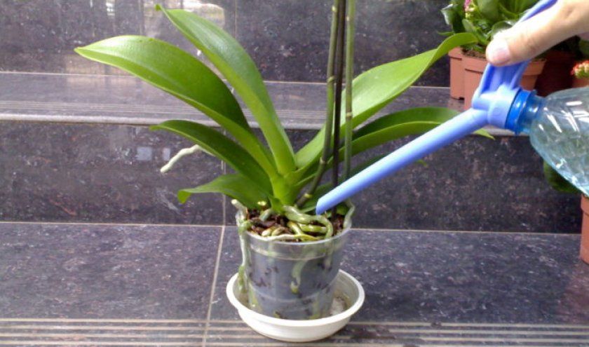 Полив орхідеї фаленопсис