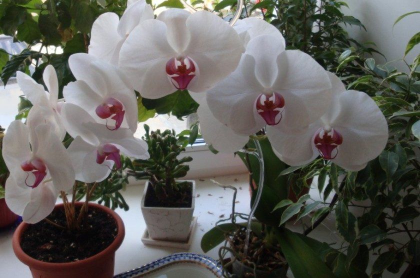 Орхідея фаленопсис