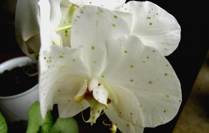 Сіра цвіль на квітках фаленопсиса
