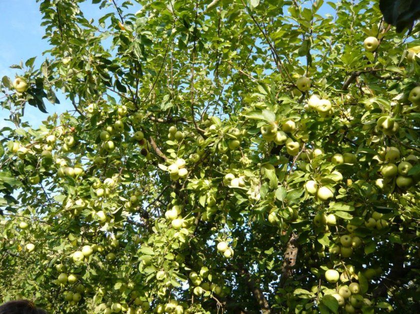 Урожайність яблуні Банановое