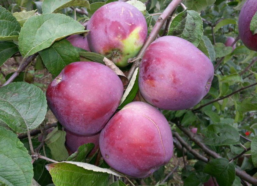 яблуня Імант
