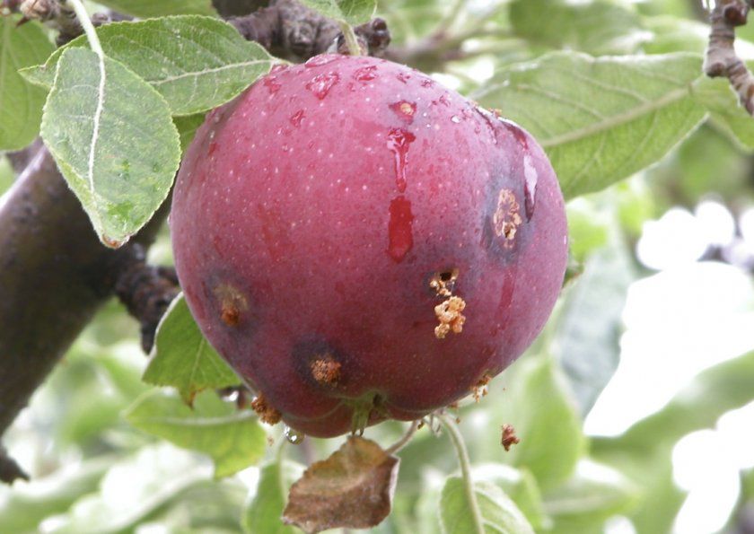 шкідники яблуні