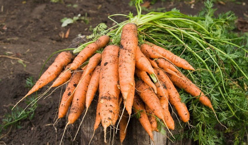 Збирання врожаю моркви