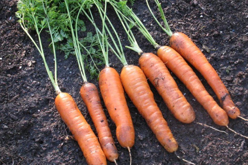 Підготовка моркви до зберігання