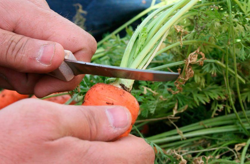 Обрізка морквяної бадилля
