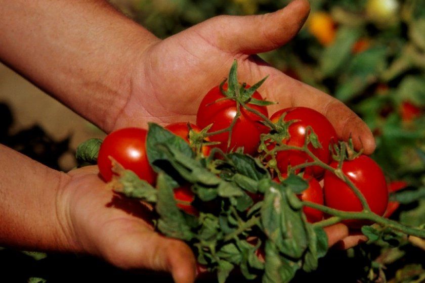 Як правильно проводити збір насіння томатів