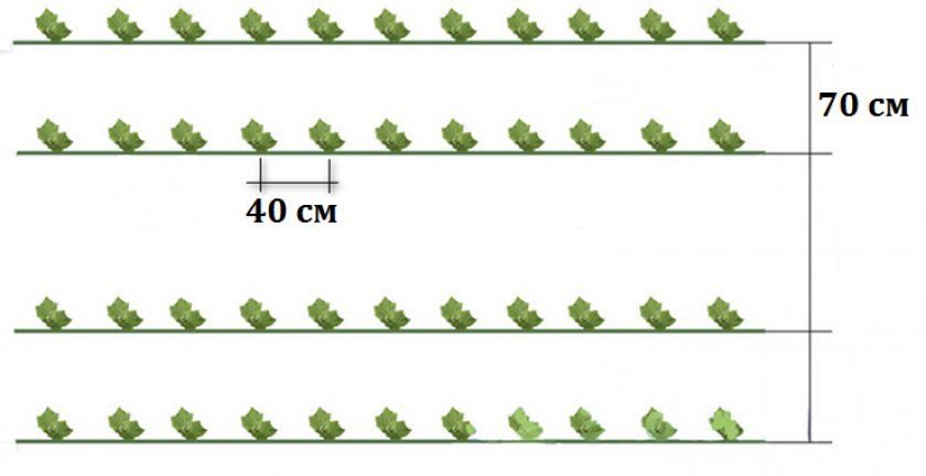 Схема посіву огірків у відкритий грунт