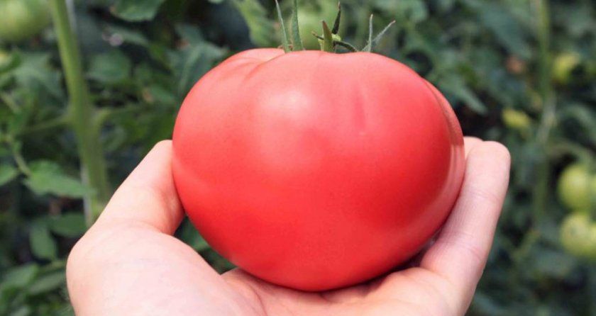 помідори тубілець