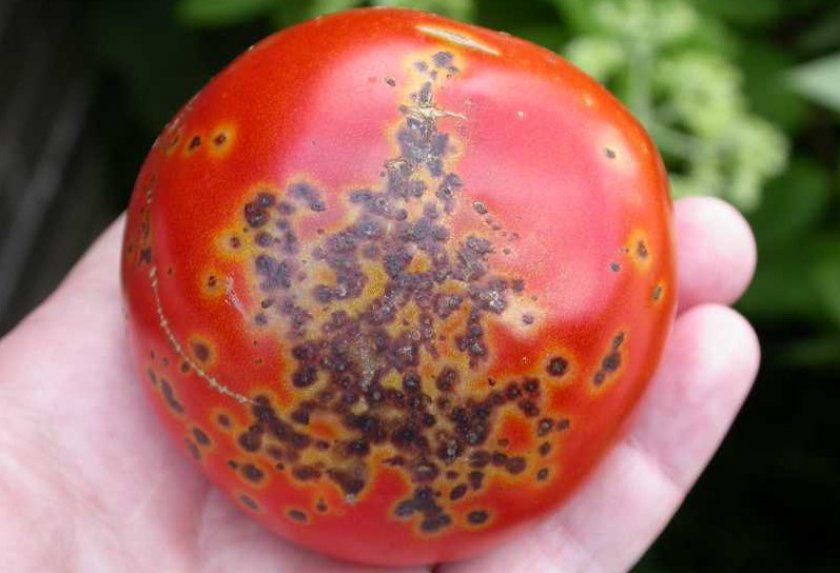 рак томатів