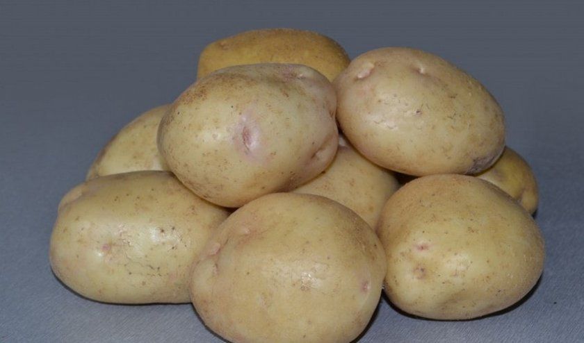 Картопля Невський