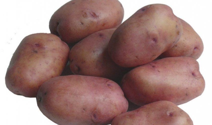 Картопля Рябинушка