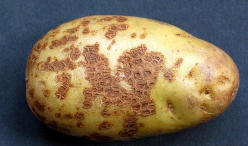 парша картоплі