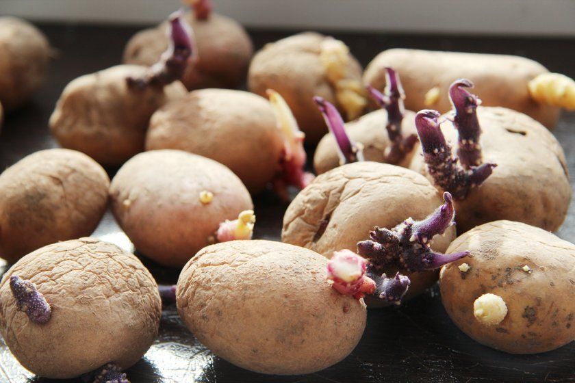 Підготовка насіннєвої картоплі