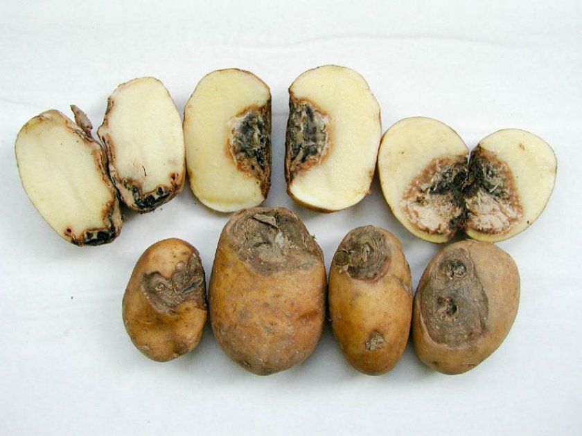 фомоз картоплі