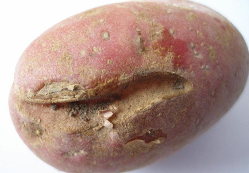 картопляна нематода