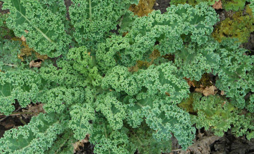 Brassica oleracea L. var. ramosa DC
