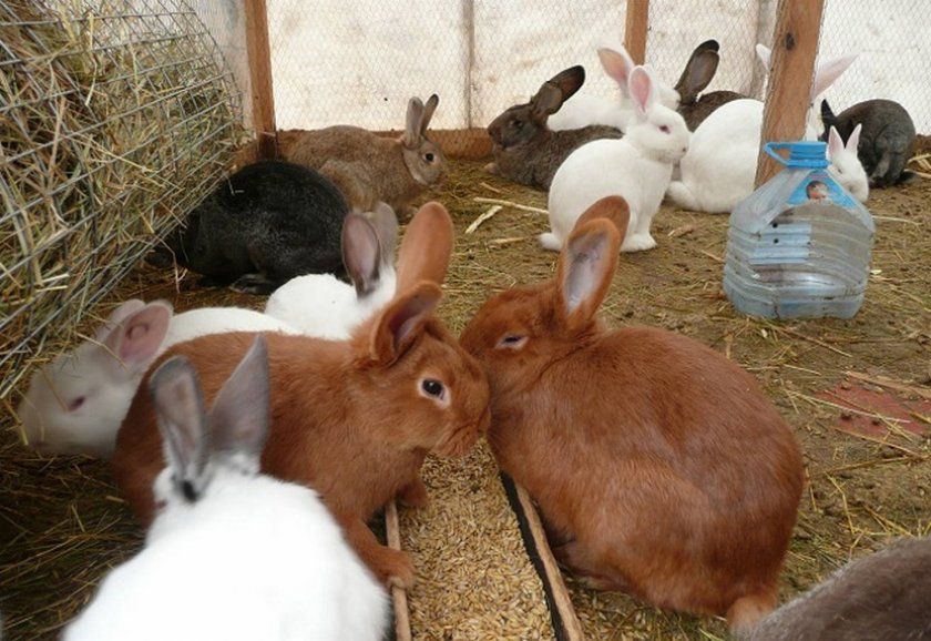 Харчування кроликів в теплиці