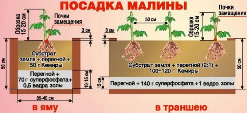 Схема посадки малини