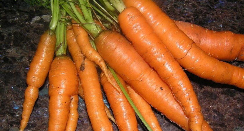 Морква сорти Наполі