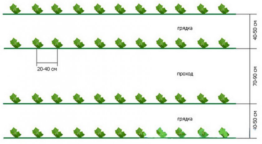 Схема посадки огірків в парнику