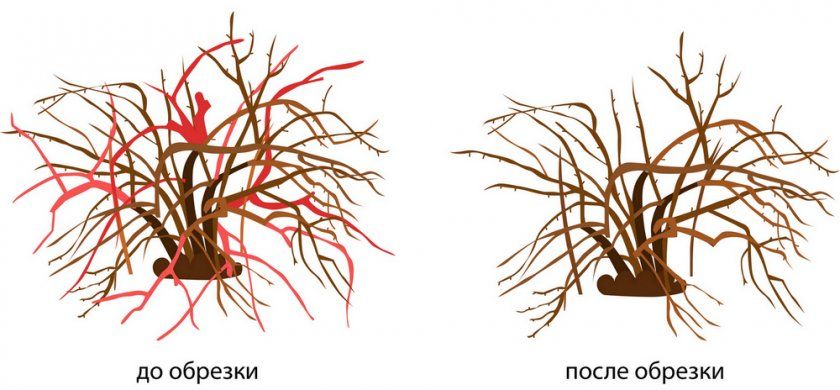 Схема обрізки агрусу