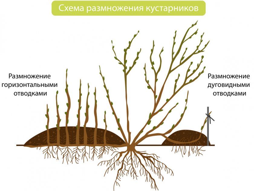 Схема розмноження агрусу відводками