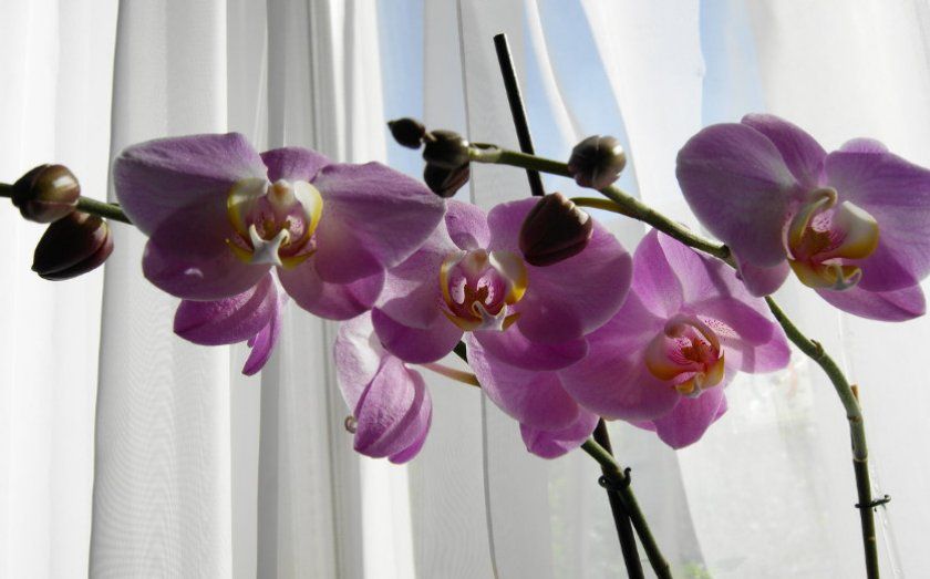 Орхідея на вікні