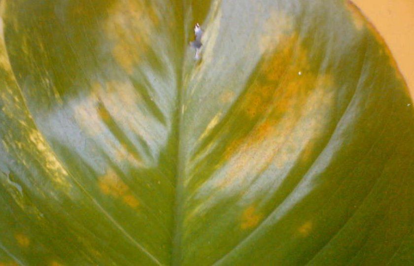 Знебарвлення листя, поява на них плям