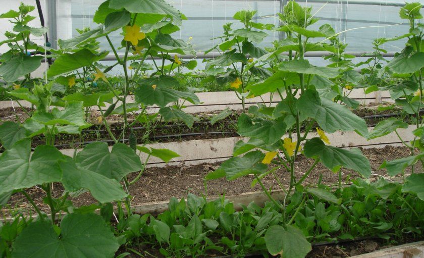 Вирощування огірків і шпинату в теплиці
