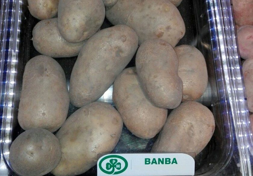 Картопля Банбу