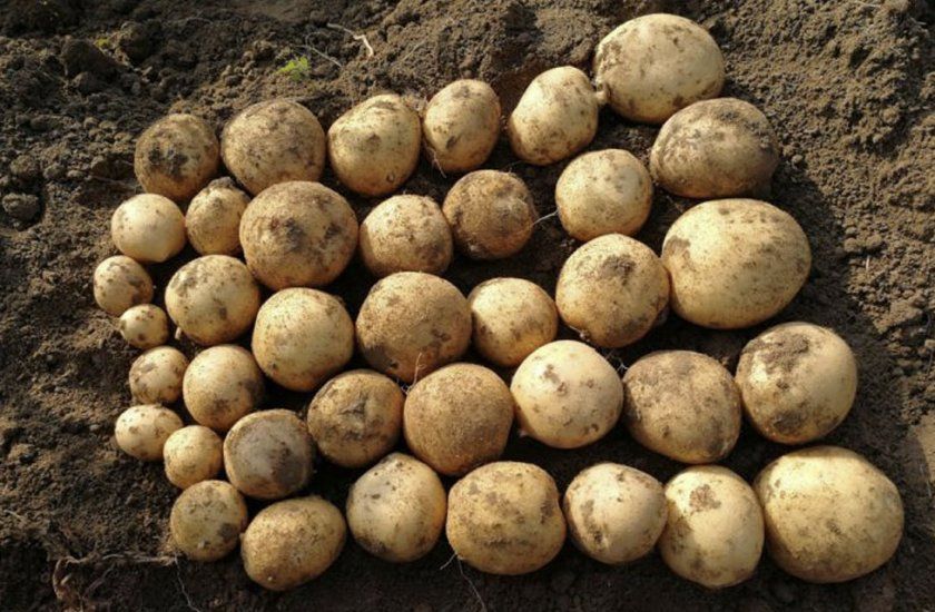 Урожай картоплі Банбу