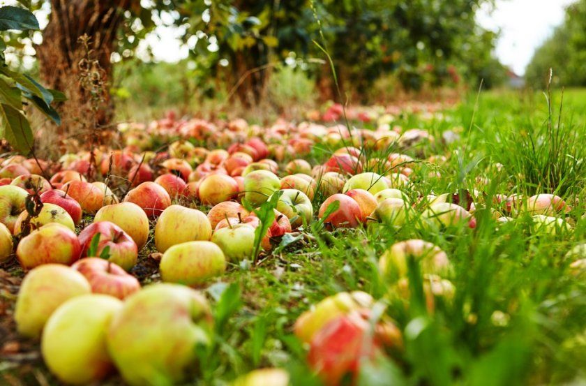 урожай яблук