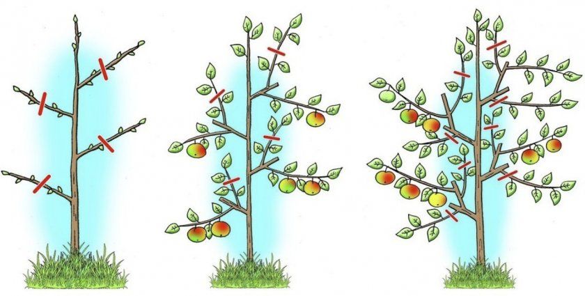 Схема обрізки яблуні