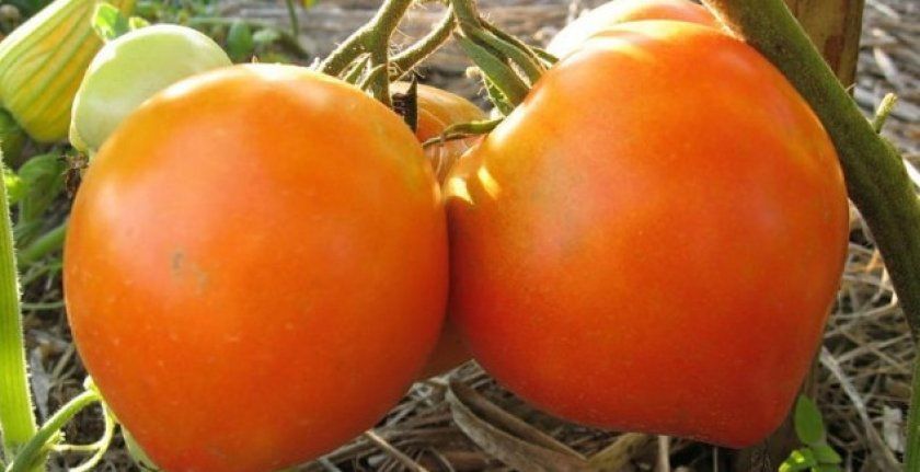 помаранчевий томат
