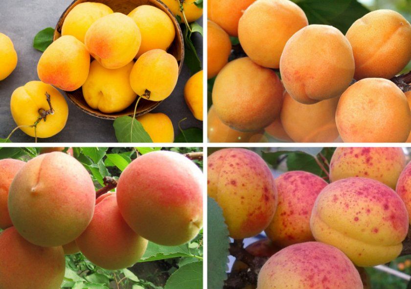 Види забарвлення абрикосів